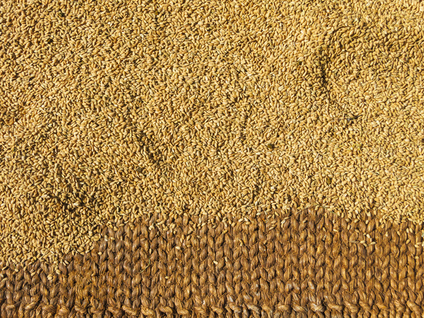 Secado de arroz integral
  - Foto, imagen