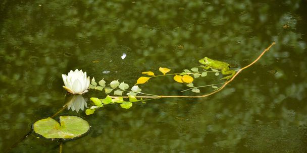 Blühende Seerose im Teich - Foto, Bild