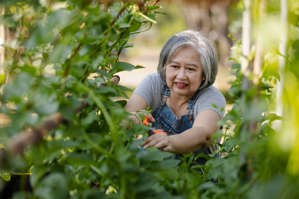 Seniorzy Azja kobiety siwe włosy cieszył uprawy warzyw w podwórku.zrównoważony styl życia i dobre samopoczucie. - Zdjęcie, obraz