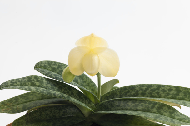 Paphiopedilum orchidea kwiat. - Zdjęcie, obraz