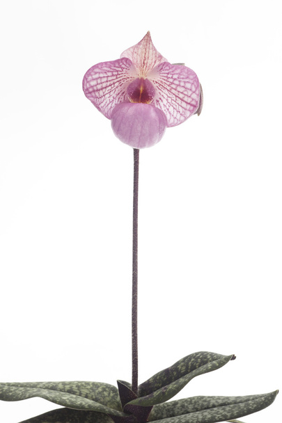 Paphiopedilum orkide çiçek. - Fotoğraf, Görsel