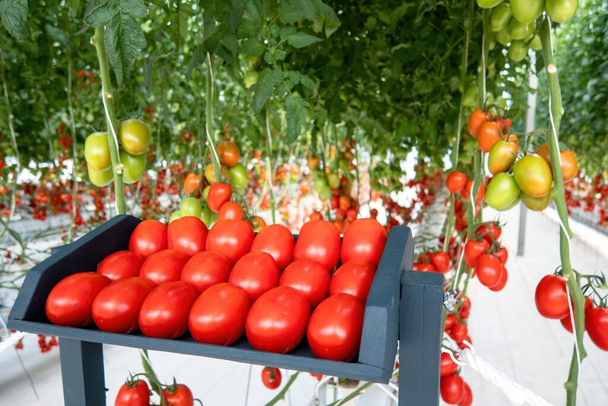 Bir serada renkli ve satılık domatesler. - Fotoğraf, Görsel