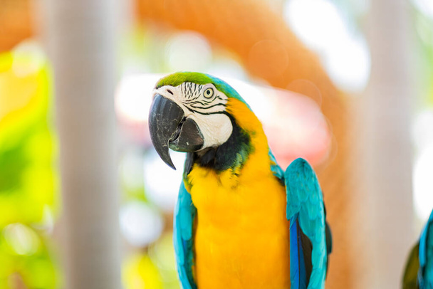 feeding parrot, nature bird, maca - Φωτογραφία, εικόνα
