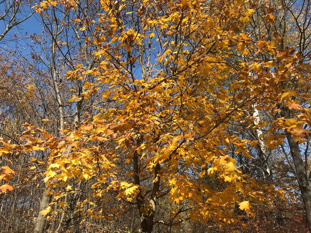 Őszi természetes táj fa ágak az égen háttér - Fotó, kép