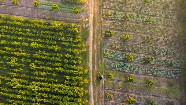 Luchtfoto van Teeltbomen en plantages in de buitenkwekerij. Prachtige landbouwtuin. Cultivatiebedrijf. Natuurlijke landschap achtergrond. - Foto, afbeelding