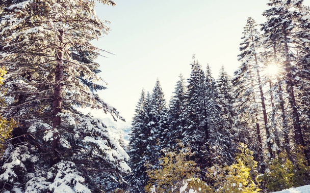 冬の季節には雪に覆われた森。クリスマスの背景に良い. - 写真・画像