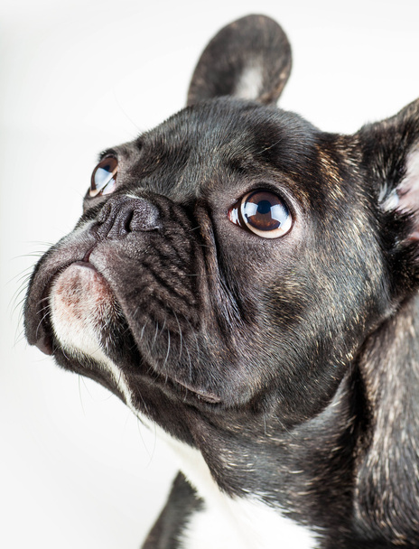 Portret van een jonge bulldog  - Foto, afbeelding
