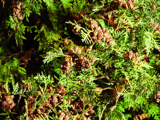 Detail brown small cones on thuja green sprigs - Fotó, kép