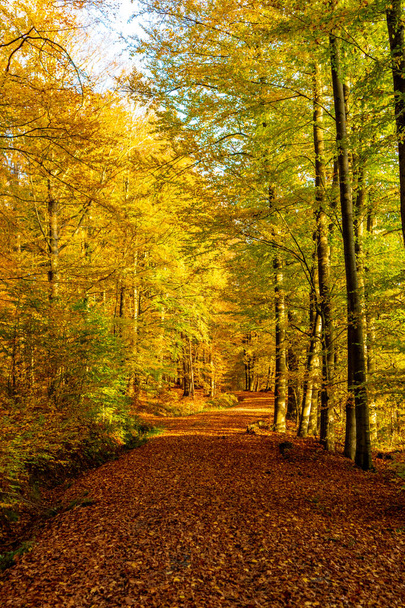 Promenade dans le soleil glorieux un jour d'automne près de Steinbach-Hallenberg - Thuringe - Allemagne - Photo, image