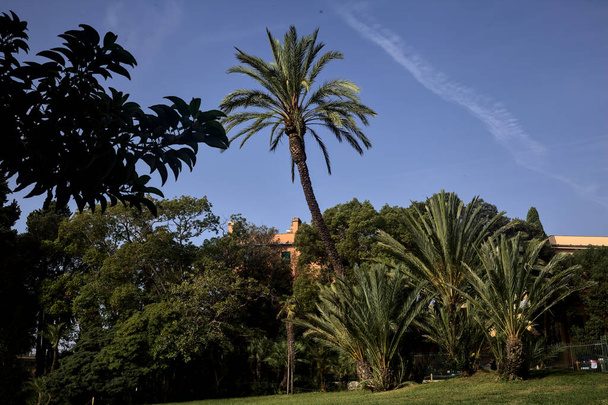 Open space with palms in a park by the sea - Foto, Bild