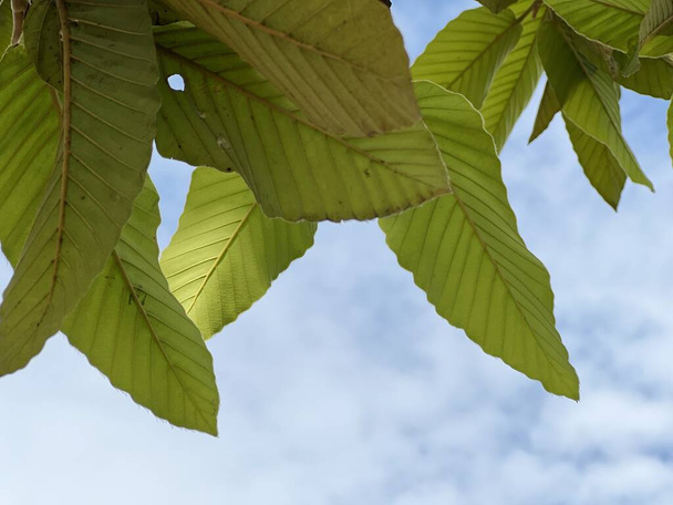green Dipterocarpus alatus leaves on the tree - Photo, Image