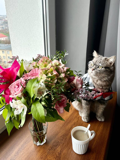 Gato gris hetero escocés con gafas, camisa y corbata roja en las vacaciones parece un caballero. Mascota domestica en apartamento mira por la ventana con café, flores, ramo  - Foto, Imagen