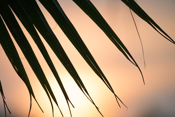 coucher de soleil tropical - Photo, image