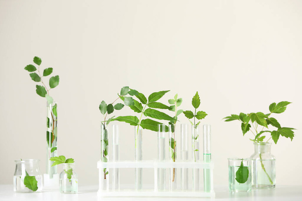 Laboratory glassware with plants on white table - Фото, изображение