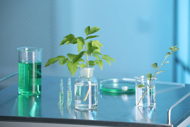 Laboratory glassware with plants on metal table, toned in blue - 写真・画像