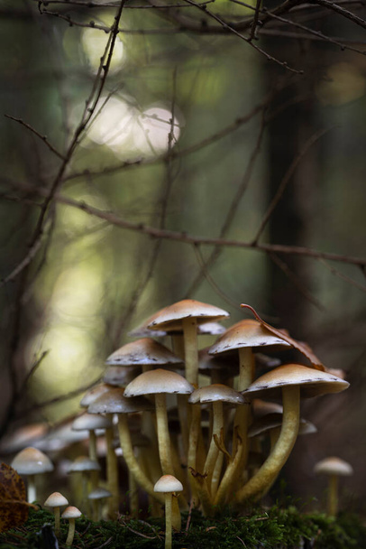 キノコ｜一般的な硫黄の頭、ハイフォロマのファシズム秋の森の中で - 写真・画像