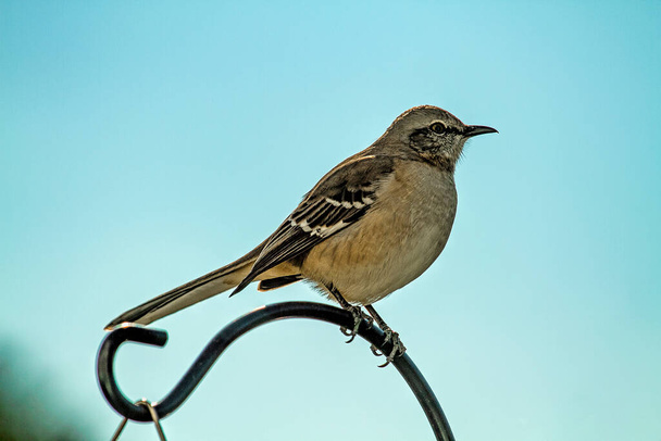 Northern Mocking Bird perched on top of decorative pole being watchful of his surroundings. - Фото, изображение