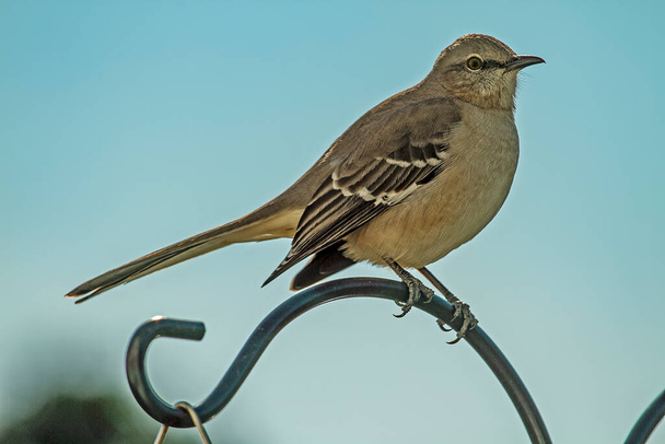 Northern Mocking Bird perched on top of decorative pole being watchful of his surroundings. - Фото, изображение