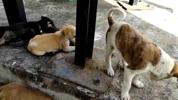 Μια όμορφη μικρή από κουτάβια σκυλιών παίζει. Happy Puppy Μαύρο Braun Χαριτωμένο παιχνιδιάρικο, υπέροχο σκυλί αναζητούν διασκέδαση σε εξωτερικούς χώρους, λευκό κουτάβι ζώων λίγο  - Πλάνα, βίντεο