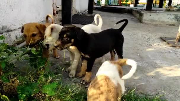 A Beautiful Short Of Dog Puppies Playing. Happy Puppy Black Braun Cute Playful, Lovely Dog Looking Fun Outdoors, White Puppy Animal Little  - Footage, Video