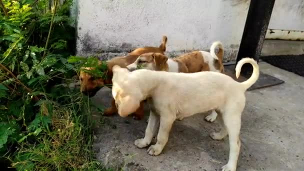 Μια όμορφη μικρή από κουτάβια σκυλιών παίζει. Happy Puppy Μαύρο Braun Χαριτωμένο παιχνιδιάρικο, υπέροχο σκυλί αναζητούν διασκέδαση σε εξωτερικούς χώρους, λευκό κουτάβι ζώων λίγο  - Πλάνα, βίντεο