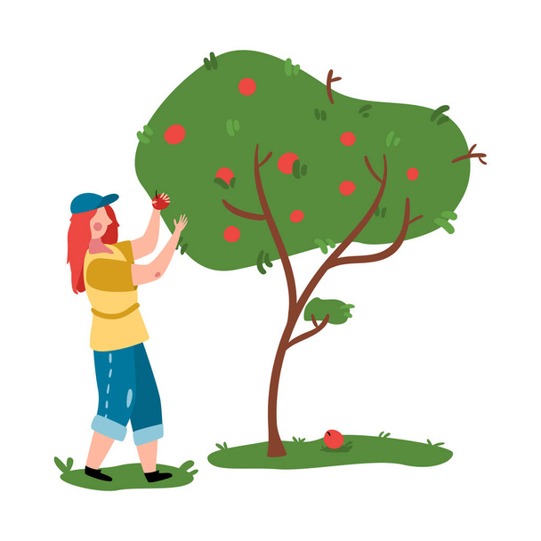 Ökolandbau-Komposition mit einer Frau, die Äpfel vom Baum pflückt - Vektor, Bild
