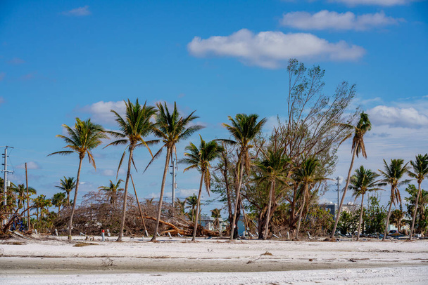 Fort Myers Beach, FL, USA - November 19, 2022: Palms damaged by Hurricane Ian storm surge and heavy winds - Foto, Imagen