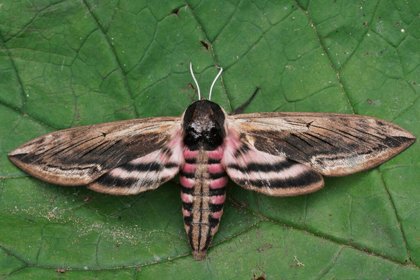 Closeup on the large Privet hawk-moth ,Sphinx pinastri sitting with open wings on a green leaf - Photo, Image