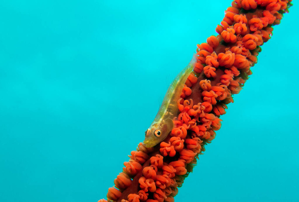 A Goby on a Whip coral Boracay Island Philippines - Foto, imagen