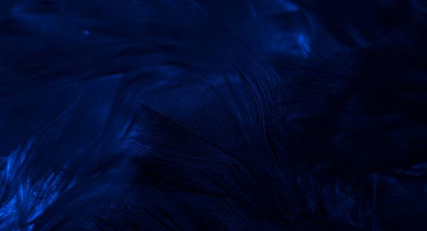 blue hawk feathers with visible detail. background or texture - Photo, image