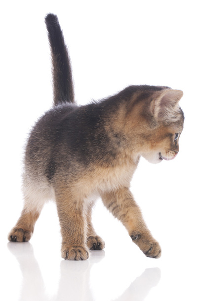 Cute domestic kitten - Zdjęcie, obraz