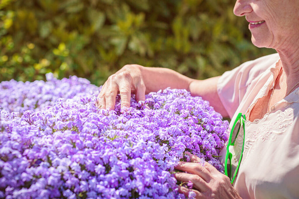 Elderly woman standing near a large flower pot with purple flowers and caring for plants - Foto, Bild