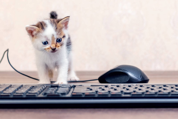 Μικρό γοητευτικό γατάκι στο γραφείο κοντά στο ποντίκι και το πληκτρολόγιο του υπολογιστή. Το γατάκι εξερευνά τον υπολογιστή. - Φωτογραφία, εικόνα