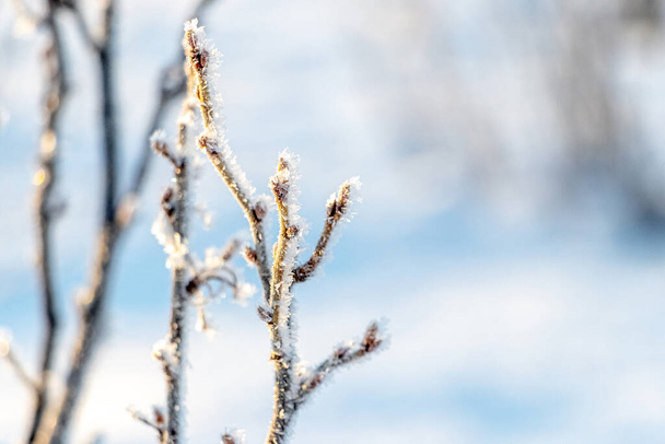Κλαδιά φραγκοστάφυλλα καλυμμένα με παγετό στον κήπο σε ηλιόλουστο καιρό - Φωτογραφία, εικόνα