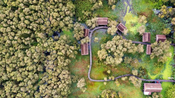 トラ・スーの森-メレルーカ・カジュプティの森,メコンデルタベトナムでの旅行のための有名な目的地 - 写真・画像