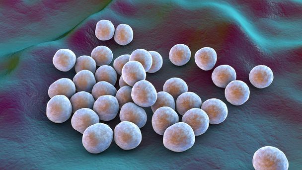 Bactéries Staphylococcus aureus SARM résistant à la méthicilline, bactéries multirésistantes, à la surface de la peau ou des muqueuses, illustration 3D - Photo, image