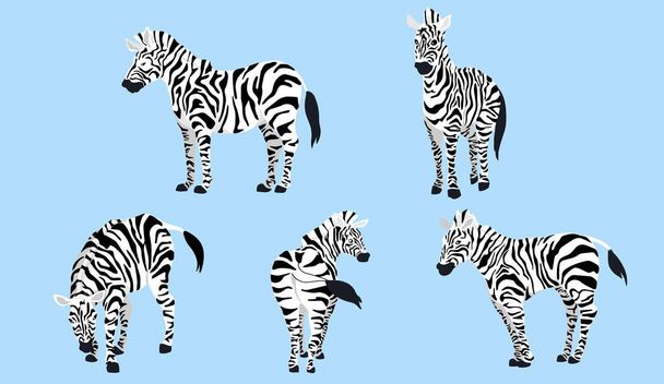 Zebra in 5 action vector illustration - Vettoriali, immagini