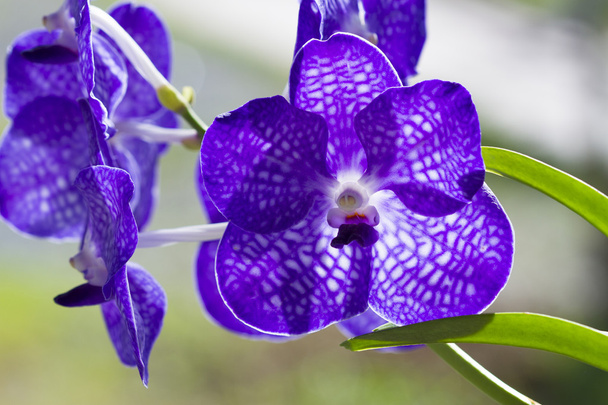 Orquídeas
 - Foto, Imagem