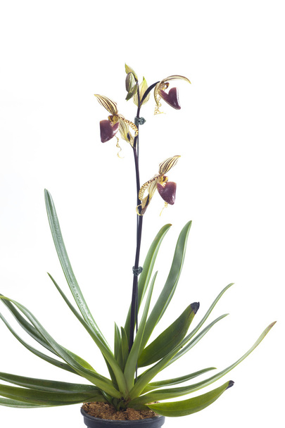 Paphiopedilum orchidées fleur
. - Photo, image