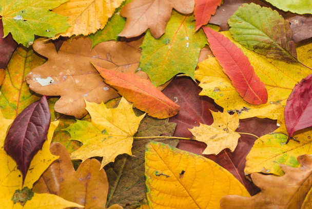 Podzimní pestrobarevné listy podkladové textury. Jasné abstraktní podzimní zeleň pozadí. Složení ze žlutých, zelených, červených, oranžových podzimních listů. Textura podzimních listů - Fotografie, Obrázek