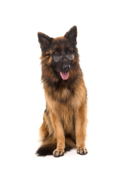 German Shepherd dog - Photo, Image