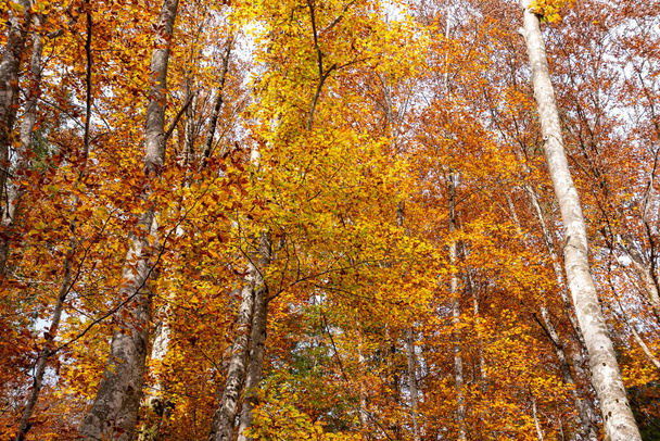 Hiking through the Vrata valley in autumn, Triglav National Park in the Julian Alps, Slovenia - Photo, Image