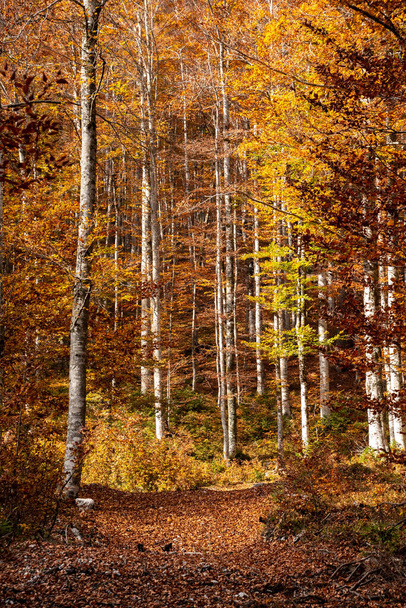 Túrázás a Vrata völgyében ősszel, Triglav Nemzeti Park a Júliai-Alpokban, Szlovénia - Fotó, kép