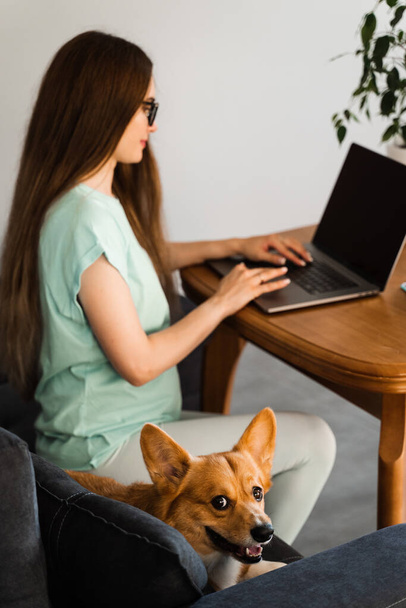 Mujer embarazada en gafas que trabajan en el ordenador portátil en línea con el perro Corgi. TI chica trabajando remotamente en el período de embarazo y acariciando a su perro con galés Corgi Pembroke. Estilo de vida con mascota doméstica en casa - Foto, imagen