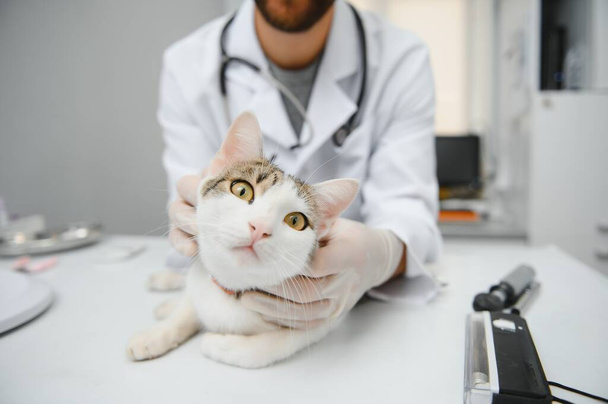 Doctor are examining a sick cat. Veterinary clinic concept. Services of a doctor for animals, health and treatment of pets - Foto, afbeelding