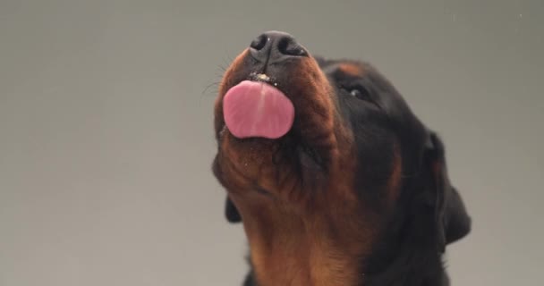 hongerige schattig rottweiler hond steken uit tong en likken transparant glas in de voorkant van grijze achtergrond in de studio - Video