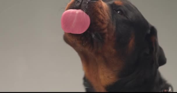 nälkäinen söpö rottweiler koira törröttää kielen ja nuolee läpinäkyvää lasia harmaan taustan edessä studiossa - Materiaali, video