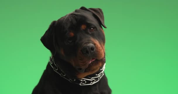 project video van mooie rottweiler hond met kraag steken uit tong en hijgen, kantelen hoofd aan zij, gelukkig zijn en glimlachen in de voorkant van groene achtergrond in de studio - Video