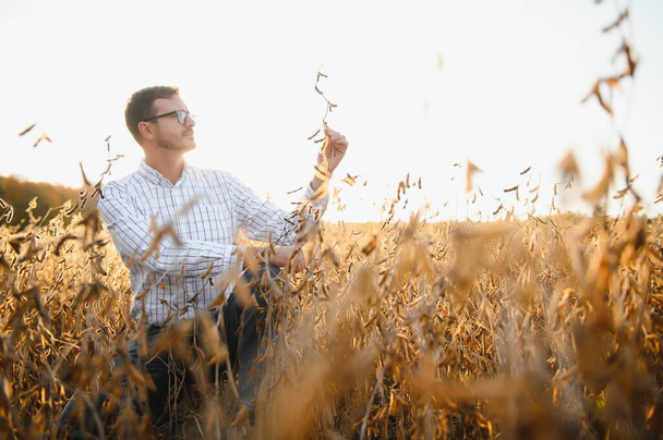 agronomist or farmer examining crop of soybeans field. - Foto, Bild