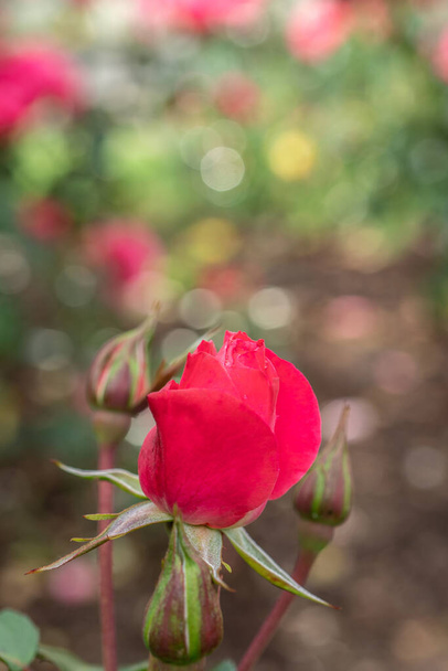 Выращивание бутонов красных роз в саду с выборочным фокусом - Фото, изображение